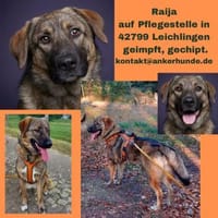 Die liebe 💕Raija 💕sucht ihre Menschen, Hündin zur Adoption