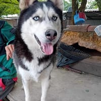 Balto, er möchte nur Liebe, Hund zur Adoption