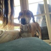 Zuhause gesucht für Junior, Hund zur Adoption