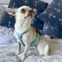 Stella in 40668 Meerbusch, Hündin zur Adoption