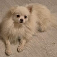 Macho ° in 41472 Neuss, Hund zur Adoption