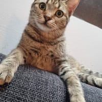Zuhause gesucht für Jessi, Katze zur Adoption