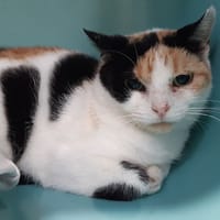 Acolyte, chatte à adopter