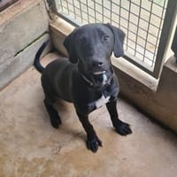 FARO, chien à adopter