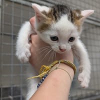 Laitue, chat à adopter