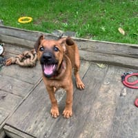Sanka [Chiot], chienne à adopter