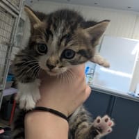 Roquette, chat à adopter