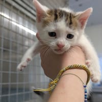 Endive, chat à adopter