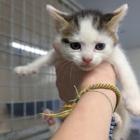 BATAVIA, chatte à adopter