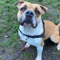 SIERRA, chienne à adopter