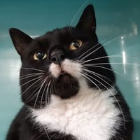 Apero, chat à adopter
