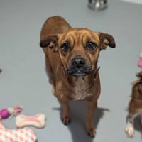 Capucine, chienne à adopter
