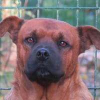 Adonis, chien à adopter