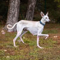 Bakaï, chien à adopter