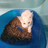 daisy, chatte à adopter