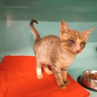 Piroly, chatte à adopter