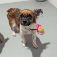 Lila, chienne à adopter