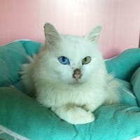 Dino, chat à adopter