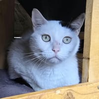 OUISTY, chat à adopter