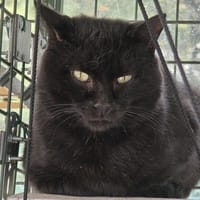ZEPHIR, chat à adopter