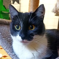 Liv, chatte à adopter