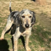 Marley CAA13489, chien à adopter