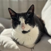 Guiness, chatte à adopter