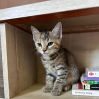 AKWAREL, chatte à adopter