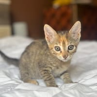AYOLA, chatte à adopter