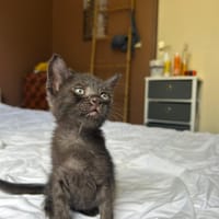 ONYX, chat à adopter