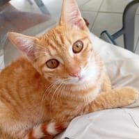 PHEBUS, chat à adopter