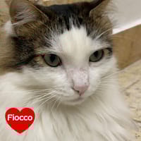 Fiocco, gatto da adottare