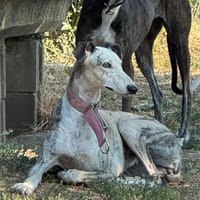 SILA, chienne à adopter