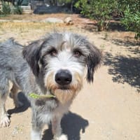 Ra, chien à adopter