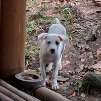 ARCHIE, chiot mâle Berger Créole, chien à adopter