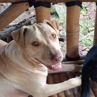 PHOENIX Croisée Labrador Femelle junior, chienne à adopter