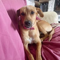 CHOUPY, Mâle berger créole junior, chien à adopter