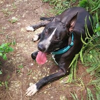 JEÏKO Mâle Berger créole, chien à adopter