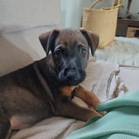 KOALY, chiot femelle Berger Créole, chien à adopter
