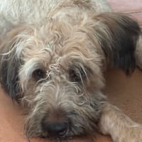 CHAPLIN,  Croisé Griffon Créole junior, chien à adopter