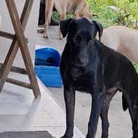 HIERROS Mâle junior Berger Créole, chien à adopter