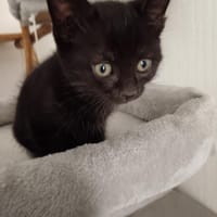 Astro de Crepy, chat à adopter