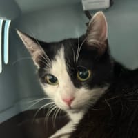 Zira, chatte à adopter