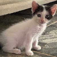 KALICY, chaton femelle européen, chatte à adopter