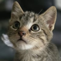 Alaric, chat à adopter