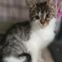 Vega, chatte à adopter