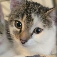 Lyra, chatte à adopter