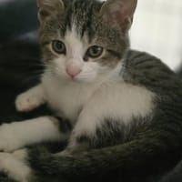 Nova, chatte à adopter