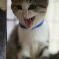 Astra, chatte à adopter
