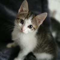 Luna, chatte à adopter